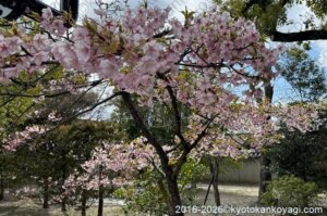 京都河津桜開花状況2026年3月15日