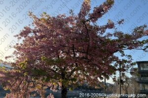 京都河津桜開花状況2026年3月18日