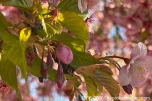 京都河津桜開花状況2026年3月18日