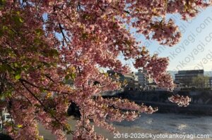 京都河津桜開花状況2026年3月18日
