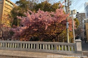 京都河津桜開花状況2026年3月21日