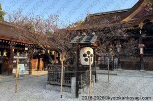 北野天満宮梅苑開花状況2026年3月22日