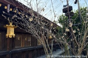 北野天満宮梅苑開花状況2026年3月22日