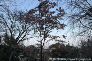 京都河津桜開花状況2026年3月22日