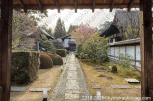 京都河津桜開花状況2026年3月22日