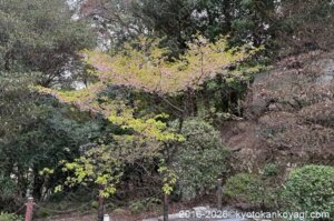 京都河津桜開花状況2026年3月22日
