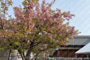 京都河津桜開花状況2026年3月22日