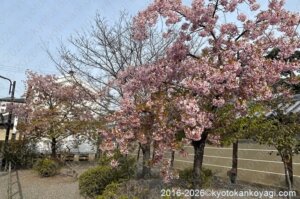 京都河津桜開花状況2026年3月22日