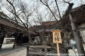 北野天満宮梅苑開花状況2026年3月29日