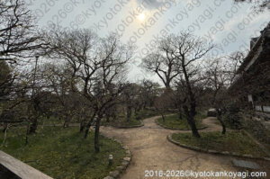 北野天満宮梅苑開花状況2026年3月29日