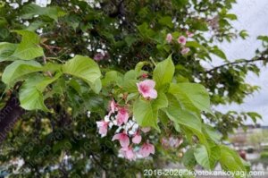 京都河津桜開花状況2026年4月1日