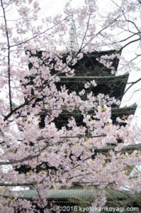 河津桜2019一条戻橋