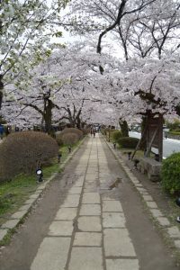 哲学の道の桜