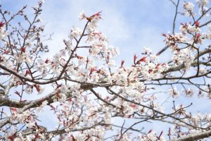 円山公園の早咲きの桜
