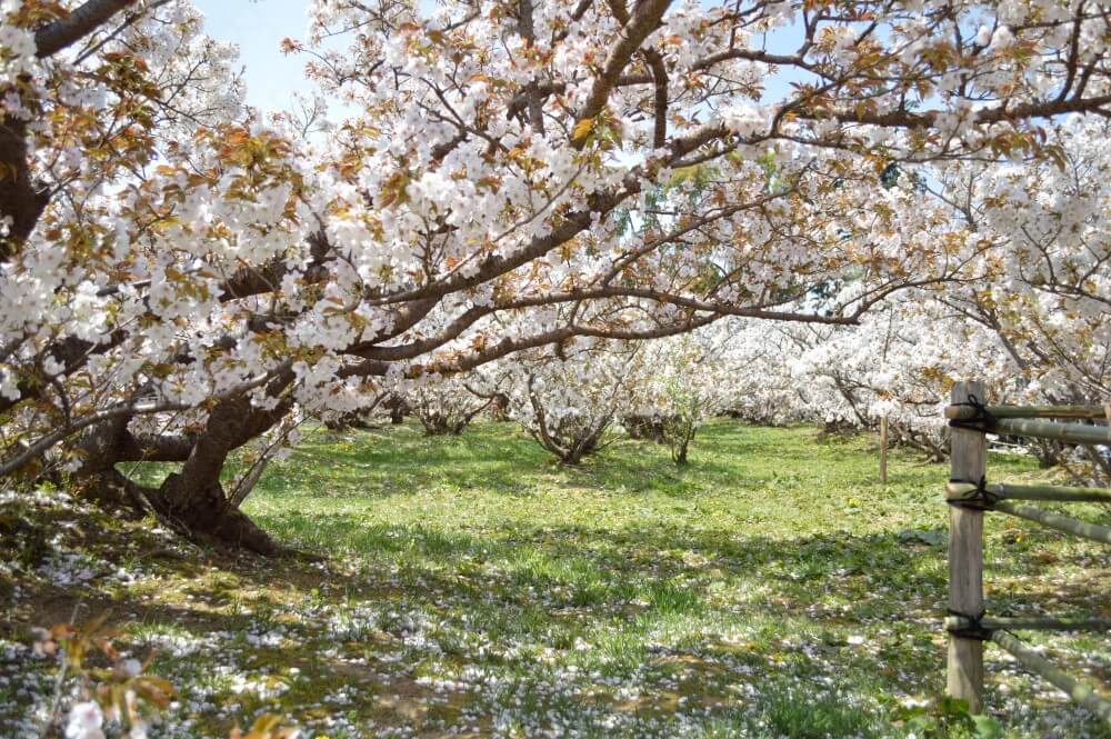 御室桜