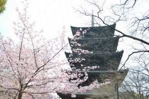 東寺の河津桜