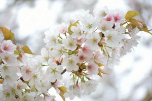 哲学の道の桜