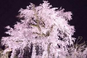 一重白彼岸枝垂桜