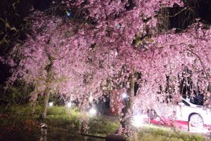 二条城桜まつり2017
