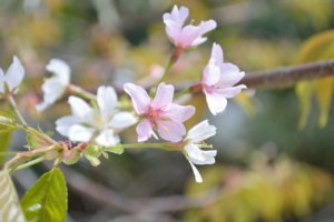 北野桜