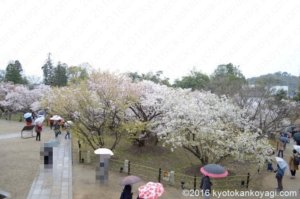 2019年4月14日御室桜開花状況