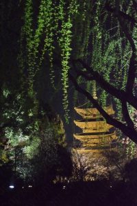 東寺の夜桜ライトアップ