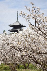 2017仁和寺の御室桜