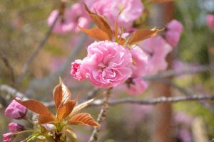 2017仁和寺の八重桜