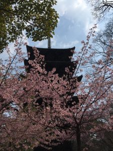 一条戻橋の河津桜　2017