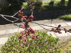 哲学の道の桜2017年４月