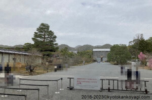 京都御室桜開花状況2023