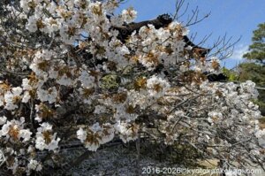 仁和寺御室桜開花状況22026