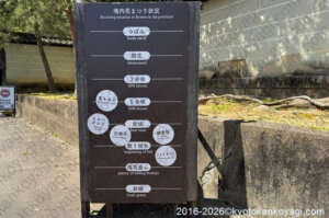 仁和寺御室桜開花状況22026