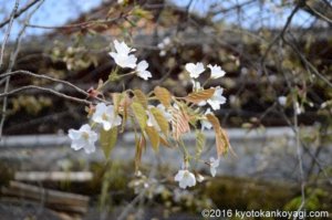 北野桜2020年開花