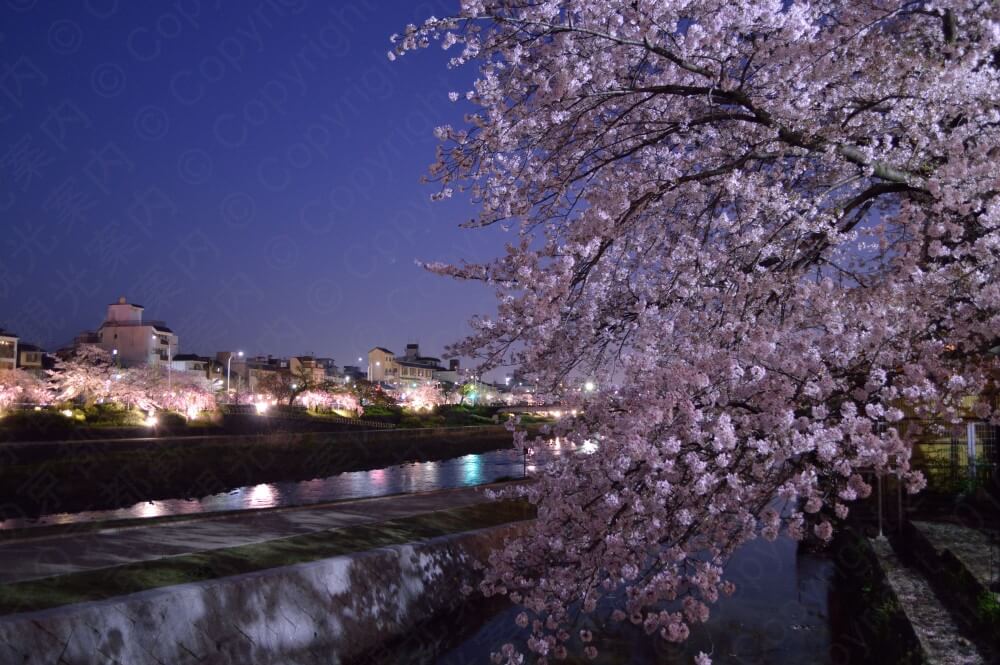 2017京都鴨川の桜