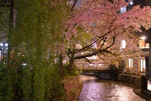 2017年高瀬川の桜