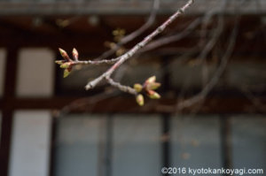 北野桜2019