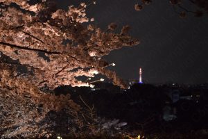 高台寺駐車場の桜