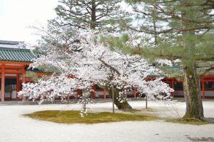 平安神宮の桜2017