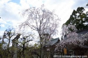 北野天満宮の桜2020