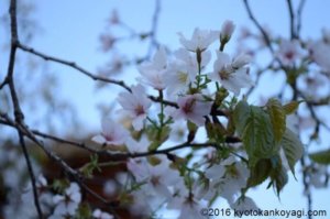 北野桜2019年4月20日