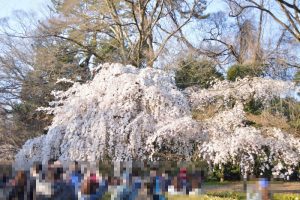 京都御所　近衛邸跡の枝垂桜