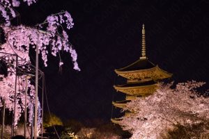 東寺夜桜ライトアップ2017