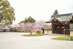 大覚寺の桜2017