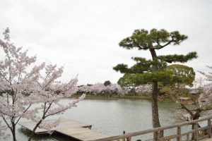 大沢池の桜2017