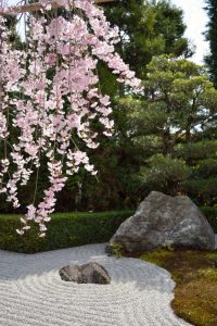 退蔵院の桜2017