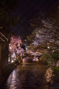 祇園白川の桜2017
