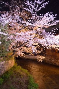 祇園白川の桜2017