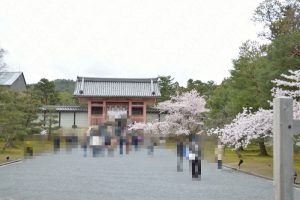2017仁和寺の桜