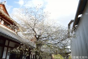 北野天満宮の桜2018